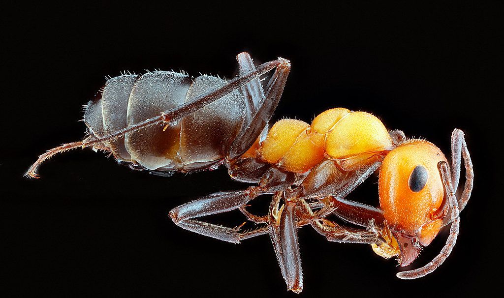 Ant Control service in Bartlett, TN