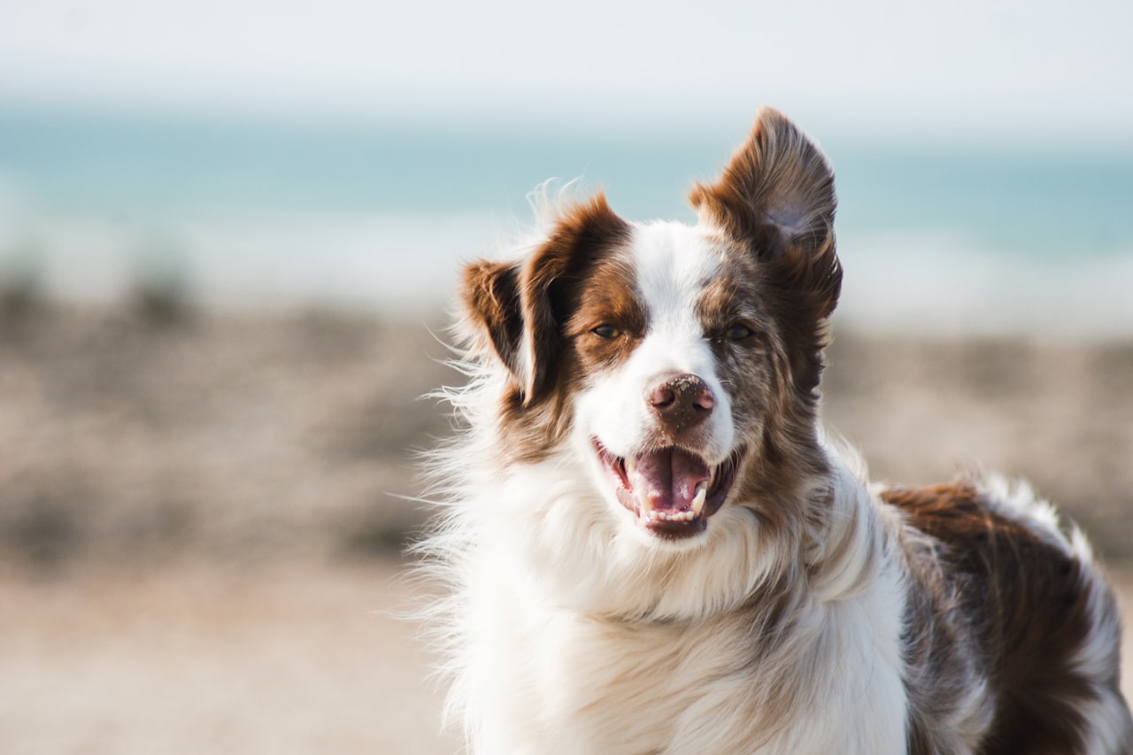 Flea & Tick Control service in Bartlett, TN