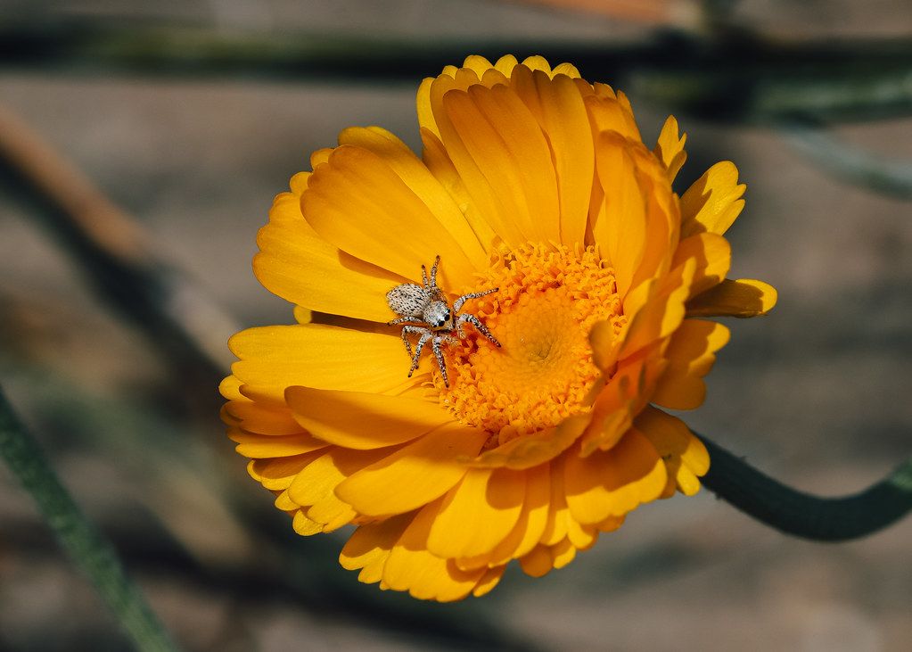 Spider Control service in Bartlett, TN